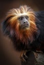 golden lion headed tamarin Royalty Free Stock Photo