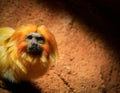 Golden lion headed tamarin looking at viewer Royalty Free Stock Photo