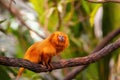 Golden lion headed tamarin on a tree branch Royalty Free Stock Photo