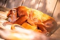 Golden lion monkey laying in a forest