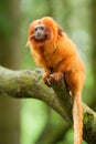 Golden lion tamarin Royalty Free Stock Photo