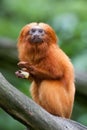 Golden lion tamarin