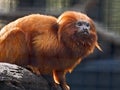 Golden Lion Tamarin Royalty Free Stock Photo