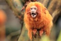 Golden lion tamarin