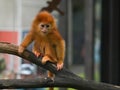 Golden Lion Tamarin Royalty Free Stock Photo