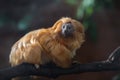 The golden lion tamarin also known as the golden marmoset