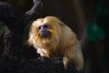 The golden lion tamarin also known as the golden marmoset