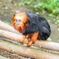 The golden lion tamarin also known as the golden marmoset