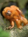 Golden lion tamarin baby Royalty Free Stock Photo