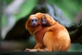 Golden lion tamarin with baby Royalty Free Stock Photo