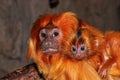 A Golden Lion Tamarin baby on its fathers back.