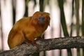 Golden lion tamarin on branch Royalty Free Stock Photo