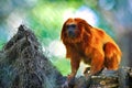 The golden lion tamarin. It exists exclusively in the Brazilian Atlantic Forest.
