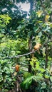 Golden lion tamarin enable tamarins to cling to the sides of tree trunks.