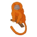 Golden lion tamarin icon, cartoon style