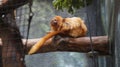 Golden Lion Tamarin