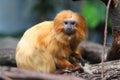 Golden lion tamarin Leontopithecus rosalia Royalty Free Stock Photo