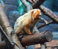 The golden lion tamarin Leontopithecus rosalia