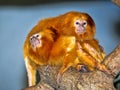 Golden lion tamarin, Leontopithecus rosalia, during coat care Royalty Free Stock Photo