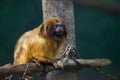 Golden lion tamarin Leontopithecus rosalia eats Royalty Free Stock Photo