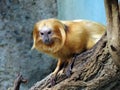 Golden lion tamarin Leontopithecus rosalia, Golden marmoset, Das Goldene LÃÂ¶wenÃÂ¤ffchen Loewenaeffchen - Zoo ZÃÂ¼rich, Switzerland