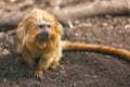 A golden lion tamarin Leontopithecus rosalia portrait Royalty Free Stock Photo