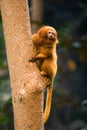 Golden Lion Tamarin Monkey Royalty Free Stock Photo