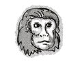 Golden Lion Tamarin Monkey Cartoon Retro Drawing Royalty Free Stock Photo