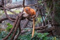 Golden lion tamarin Monkey - golden Marmoset Royalty Free Stock Photo