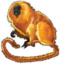 Golden lion tamarin