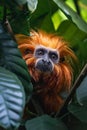 golden lion tamarin monkey jungle hiding Royalty Free Stock Photo