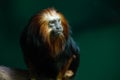 Golden lion tamarin monkey is perched and watching Royalty Free Stock Photo