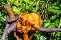 Golden lion tamarin pair snuggling. Auckland Zoo Auckland New Zealand