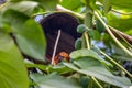 Golden lion tamarin relaxing inside a barrel build into a tree