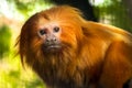 Golden lion tamarin