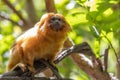 Golden lion tamarin sitting on a tree branch in San Diego zoo. Royalty Free Stock Photo