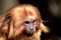 this is a close up of a golden lion tamarin