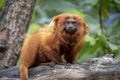 Golden lion tamarin