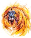 Golden lion tamarin. tropical monkey watercolor illustration. Brazilian wildlife fauna.