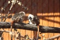 golden lion tamarins