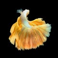 Golden Long Tail Halfmoon Betta or Siamese Fighting Fish Swimming Isolated on Black Background