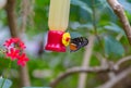 Golden long wing Heliconius Hecale butterfly with wings closed