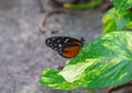 Golden long wing Heliconius Hecale butterfly with wings closed Royalty Free Stock Photo