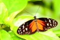 Golden Longwing, Heliconiid butterfly on green leaf Royalty Free Stock Photo