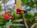 Golden longwing Heliconius hecale butterfly at a feeding station with a postman on red plant Royalty Free Stock Photo
