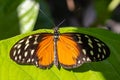 Golden longwing Heliconius hecale butterfly with wide open wings Royalty Free Stock Photo