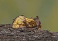 Golden Looper moth Argyrogramma verruca on tree bark. Royalty Free Stock Photo