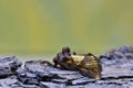 Golden Looper moth resting on tree bark. Royalty Free Stock Photo