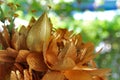 Golden Lotus Royalty Free Stock Photo