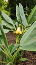 Golden Lotus Banana, Ensete lasiocarpum/ Chinese Dwarf Banana Royalty Free Stock Photo